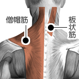 筋肉図２